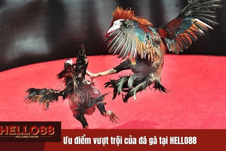 Tổng quan đá gà Hello88